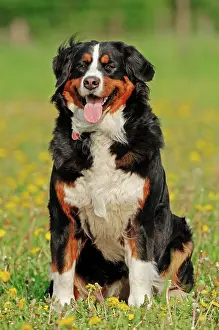 Canids: Bernese Mountain Dog (Canis lupus familiaris) on