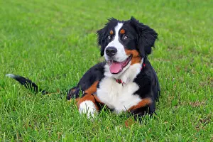 Bitches: Bernese Mountain Dog (Canis lupus familiaris), young