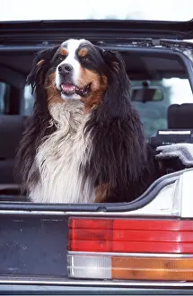 Vehicles: BERNESE MOUNTAIN DOG - IN CAR BOOT