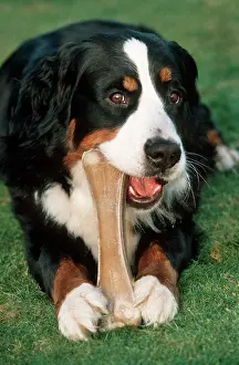 Gnawing: Bernese Mountain Dog chewing on big bone
