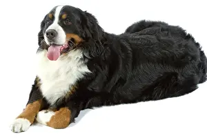 Bouvier: Bernese Mountain Dog. Also known as Berner Seenehund