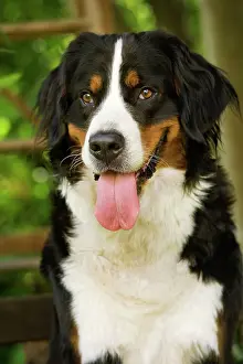 Berner: Bernese Mountain Dog. Also known as Berner Sennenhund