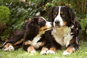 Bernese Mountain Dog - lying in garden with puppy