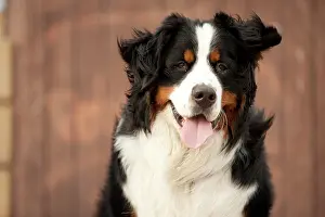 290419: Bernese Mountain Dog, portrait