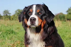 290419: Bernese Mountain Dog, Portrait, North Rhine-Westphalia