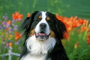 Bermese: Bernese Mountain Dog portrait, in front of garden flowers