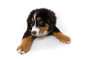 Pred: Bernese Mountain Dog, puppy, 16 weeks, lying