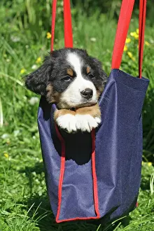 290419: Bernese Mountain Dog puppy, 7 weeks old, sitting