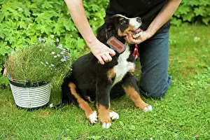 Brushed: Bernese Mountain Dog - puppy being brushed