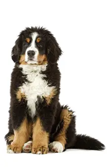 Bouvier: Bernese Mountain Dog - puppy. Also known as Berner