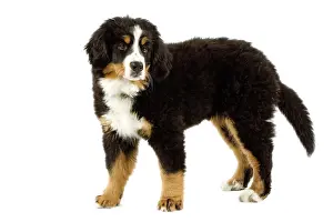 Bouvier: Bernese Mountain Dog - puppy. Also known as Berner
