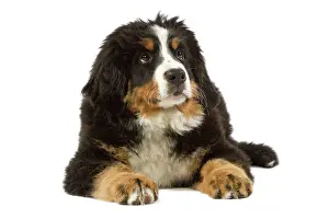 Bouvier: Bernese Mountain Dog - puppy. Also known as Berner