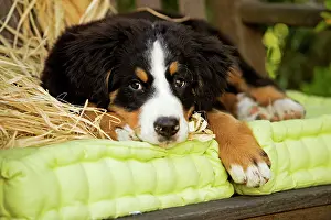 Berner: Bernese Mountain Dog - puppy lying on garden bench