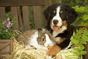 Berner: Bernese Mountain Dog - puppy lying on garden bench