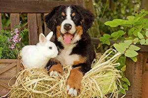 Bench: Bernese Mountain Dog - puppy lying on garden bench