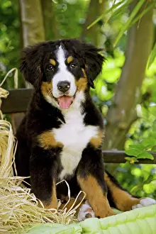 Berner: Bernese Mountain Dog - puppy sitting. Also known
