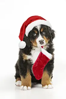 Stocking: Bernese Mountain Dog puppy sitting wearing Christmas