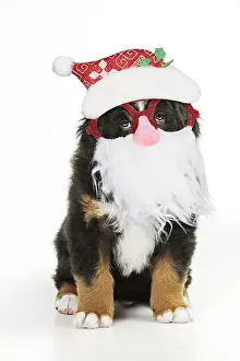 Beards: Bernese Mountain Dog puppy sitting wearing Father
