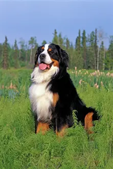 Bermese: Bernese Mountain Dog sitting in field, portrait
