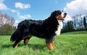 Berner: BERNESE MOUNTAIN DOG - STANDS