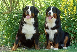 Dometic: TWO BERNESE MOUNTAIN DOGS
