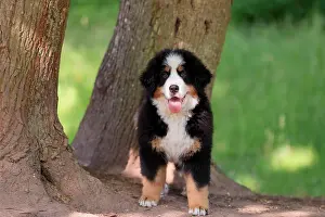 Palatinate: Bernese mountain domestic dog (Canis lupus familiaris)