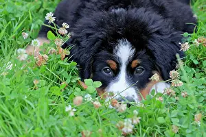 Palatinate: Bernese Mountain domestic dog (Canis lupus familiaris)