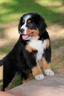 Palatinate: Bernese mountain domestic dog (Canis lupus familiaris)