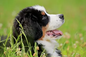 Palatinate: Bernese mountain domestic dog (Canis lupus familiaris)