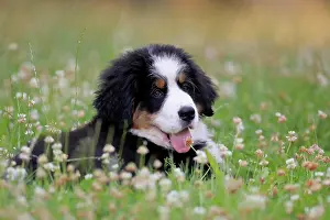 Palatinate: Bernese Mountain domestic dog (Canis lupus familiaris)