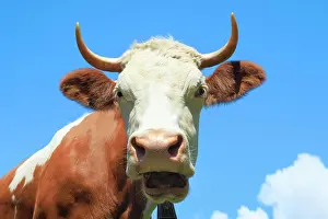 Juicy: Bernese Oberland, Cow, Simmental cattle