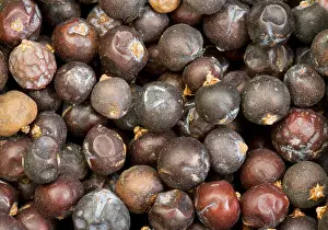 Juniper: Berries of Common Juniper - used as flavour in gin, cooking