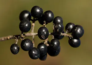 Privet: Berries of common privet