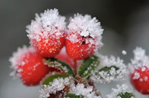 Cotoneaster: Berries of cotoneaster