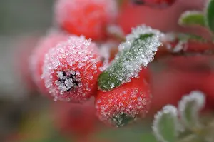 Cotoneaster: Berries of cotoneaster