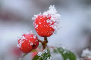 Cotoneaster: berries of cotoneaster - with frost