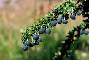 Magellan: Berries - Magellan Barberry / Calafate