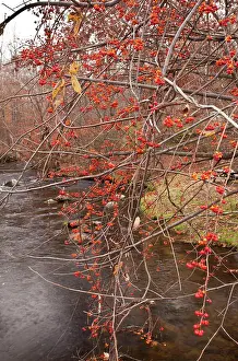 Staff: Berries of Oriental Staff Vine