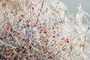 Hips: Berries/ Rose hips - Wild Rose in hedge, covered in frost