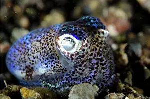Berrys: Berry's Bobtail Squid