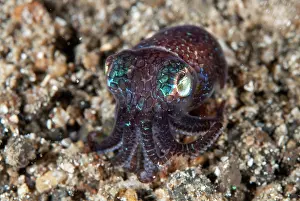 Straits: Berry's Bobtail Squid