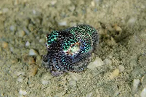 Casa: Berrys Bobtail Squid - night dive - La Casa dive