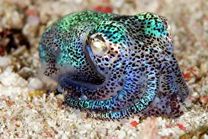 Weird: Berry's Bobtail Squid on sand