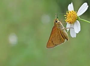 Needles: Berry's Skipper