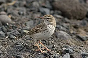 Pipits: Berthelot's Pipit