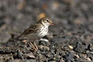 Anthus: Berthelot's Pipit