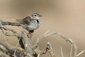 Anthus: Berthelot's Pipit