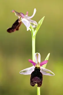 Ophrys: Bertoloni's Bee Orchid