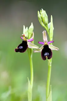 Ophrys: Bertoloni's Bee Orchid