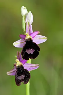 Ophrys: Bertoloni's Bee Orchid